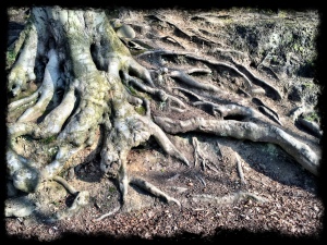 Twisted roots